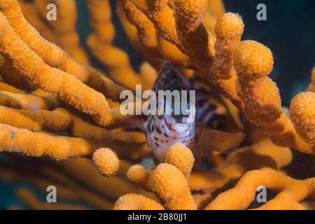 Ein Rotfingerfisch (Cheilodactylus fasciatus) sitzt in einem sinuösen Meerfan (Eunicella tricoronata). Stockfoto