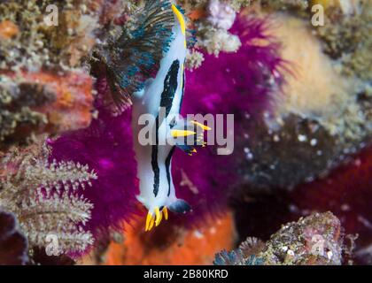 Ein krönender Nudizweig (Polycera Capensis) Stockfoto