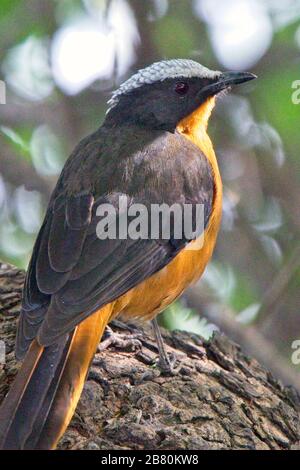 Robin Chat mit weißer Krone (Cossypha albicapiila), Erwachsene, Georgetown, Gambia. Stockfoto