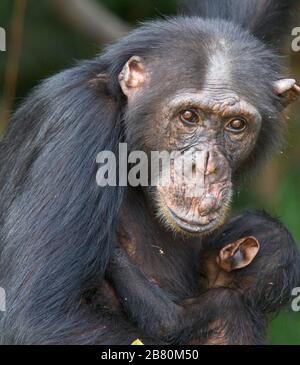 Schimpanse (Pan troglodytes) Erwachsene Frauen mit ihrem Baby in einem Baum, Chimpanzee Rehabilitation Project, River Gambia National Park, Gambia. Stockfoto