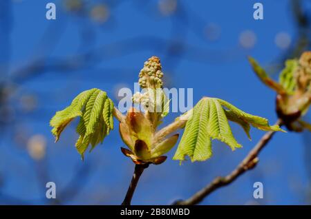 Eine offene Kastanienknospe mit jungen Blättern im Frühjahr gegen den blauen Himmel Stockfoto