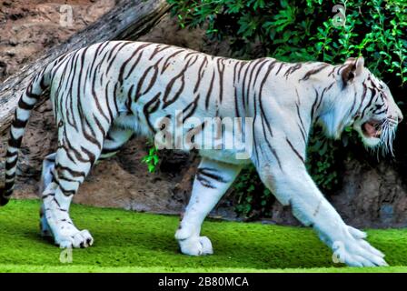 Nahaufnahme eines weißen Tigers, der auf dem Grün läuft Gras Stockfoto