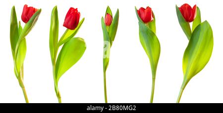 Roter Blumenstrauß aus Tulpen (Lilienfamilie, Liliaceae) isoliert auf weißem Grund, einschließlich Beschneidungspfad. Deutschland Stockfoto