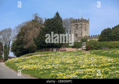 Narzissen in Blume auf dem abschüssigen Dorfgrün des attraktiven Yorkshire Dorfes Crayke Stockfoto