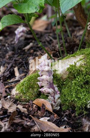 Zahnwort: Lathraea clandestina Parasitär an Hazelwurzeln. Surrey, Großbritannien. Stockfoto