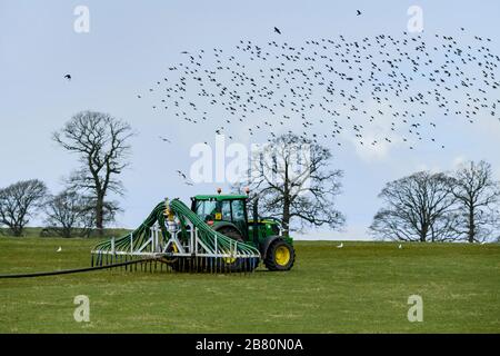 Farmer beschäftigt sich mit der Arbeit auf der Farm und fährt mit Traktor auf Ackerland Weidefeld und verbreitet Gülle mit Schleppschläuchen (Vögel fliegen) - Yorkshire, England, Großbritannien. Stockfoto