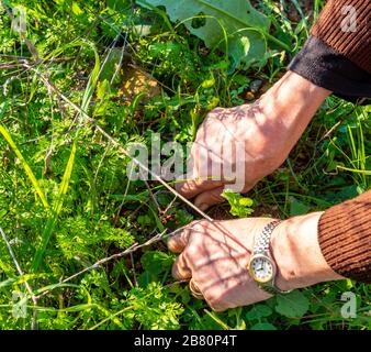 Hände einer Frau, die im Garten Gemüse sammelt. Landwirtschaftskonzept. Stockfoto