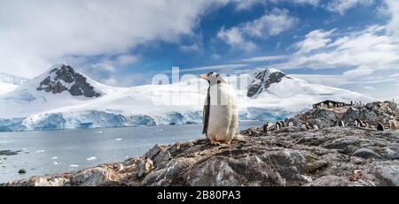 Pinguine in der Antarktis. Port Lockroy. Stockfoto