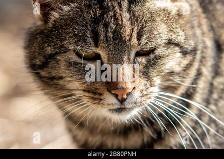 Nahaufnahme der Katze Stockfoto