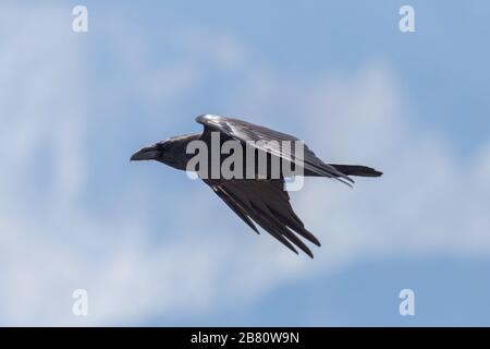 Nahansicht natürlicher Nordraven (corvus corax) im Flug Stockfoto