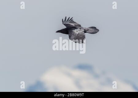 Isolierter Nordraven (corvus corax), der vor dem schneebedeckten Berggipfel fliegt Stockfoto