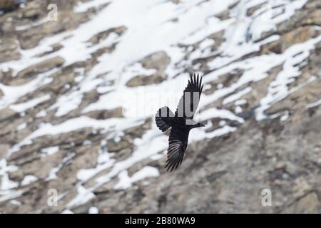 Der nördliche Rabe (corvus corax) fliegt bei Sonnenschein vor einer schneebedeckten Klippe Stockfoto