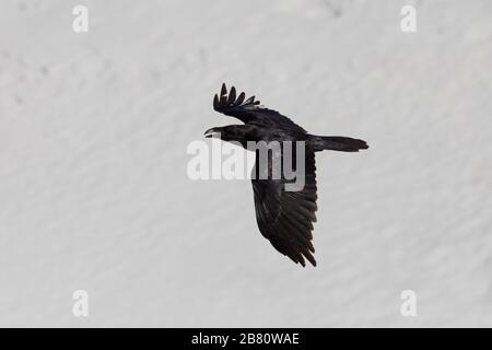 Nahfliegender natürlicher Nordraven (corvus corax) vor der Schneewand Stockfoto