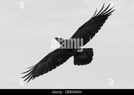 Nahaufnahme isolierter Nordraven (corvus corax) im Flug mit ausgebreiteten Flügeln bei Sonnenschein Stockfoto