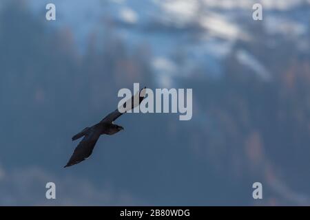 Silhouette des im Bergwald fliegenden nördlichen Raben (corvus corax) Stockfoto