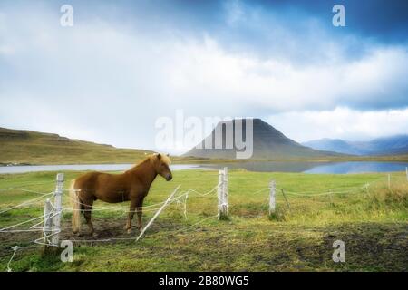 Island Pony vor dem berühmten Kirkufell Berg auf der halbinsel snaefellsness im Westen Islands, Landschaftsfotografie Stockfoto