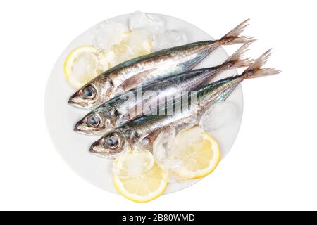Drei rohe Makrelen in Eis und Zitrone. Auf weißem Hintergrund. Stockfoto