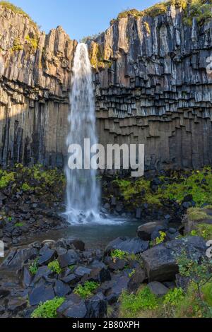 Svartifoss Wasserfall in Island in der Nähe des Vatnajokull Gletschers, berühmt für seine breite Basaltsteinmauer Stockfoto