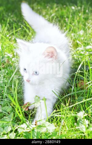 Süßes weißes Kätzchen im Park, das im Gras spielt. Stockfoto