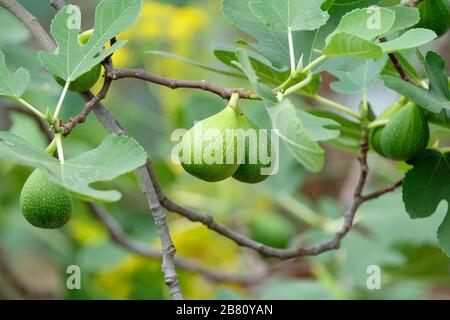 Ficus carica 'Excel', Abb. Excel. Obst an einem Baum entwickeln Stockfoto