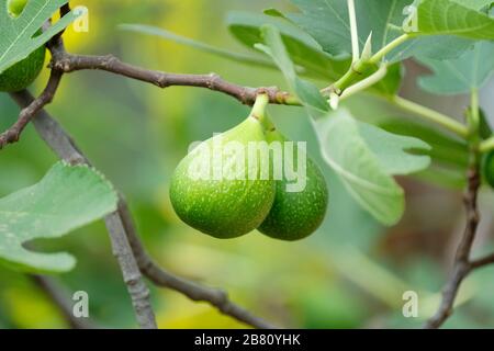 Ficus carica 'Excel', Abb. Excel. Obst an einem Baum entwickeln Stockfoto