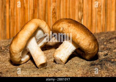 Zwei Shiitake, essbarer Pilz, der in Ostasien heimisch ist Stockfoto