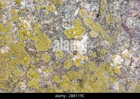 Sandstein-Oberfläche mit grünen Flechten im Zentrum von Pennsylvania Stockfoto