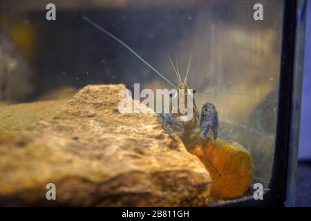 Marmorkrebse, die an einem Stein in einem Aquarium sitzen. Procarambus virginalis. Selektiver Fokus Stockfoto