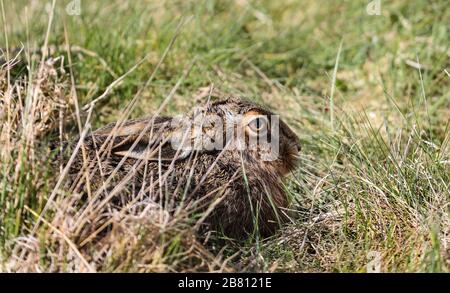 Brown Hare (Lepus Capensis) in Grasland Habitat, Teesdale, County Durham, Großbritannien Stockfoto