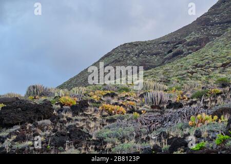 Vegetation und Umgebung in Punta de Teno, Tena, Kanarische Inseln, Spanien Stockfoto