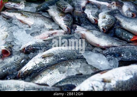 Nahaufnahme von Barracuda auf dem thailändischen Straßenmarkt in Thailand. Frische Fischbarrakudas auf dem Straßenmarkt in BANGKOK. Meeresfrüchte-Konzept. Stockfoto