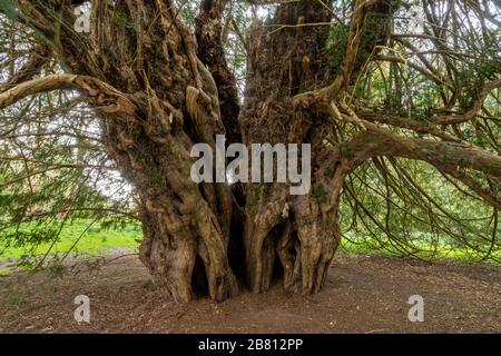 Der berühmte Ankerwycke-Yew, ein uralter Eibenbaum (Taxus baccata), der wahrscheinlich über 2000 Jahre alt ist, in Runneymede, Großbritannien Stockfoto