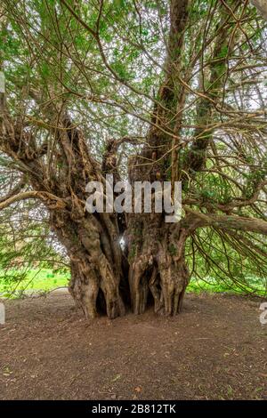 Der berühmte Ankerwycke-Yew, ein uralter Eibenbaum (Taxus baccata), der wahrscheinlich über 2000 Jahre alt ist, in Runneymede, Großbritannien Stockfoto