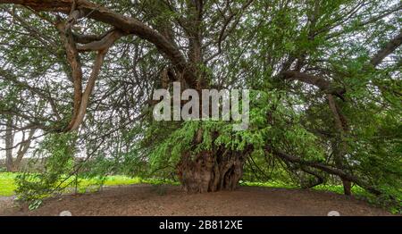 Der berühmte Ankerwycke-Yew, ein uralter Eibenbaum (Taxus baccata), der wahrscheinlich über 2000 Jahre alt ist, in Runneymede, Großbritannien Stockfoto