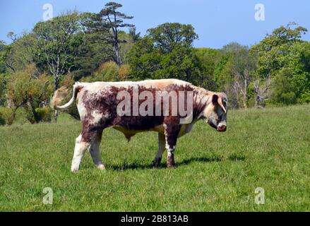 Young Longhorn Bull im Clovelly Court Manor House in der Nähe des Fischerdorfs Clovelly am South West Coast Path, North Devon. England, Großbritannien. Stockfoto