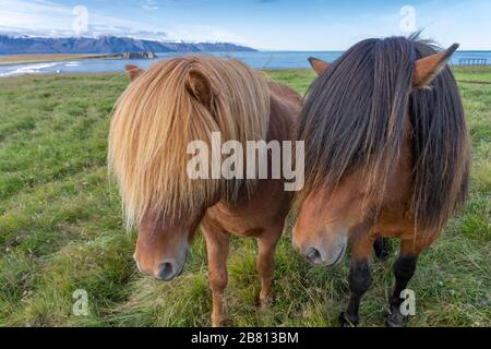 Lustige island Ponys mit einem stylischen Haarschnitt, der auf einer Weide in Nordisland weidet Stockfoto