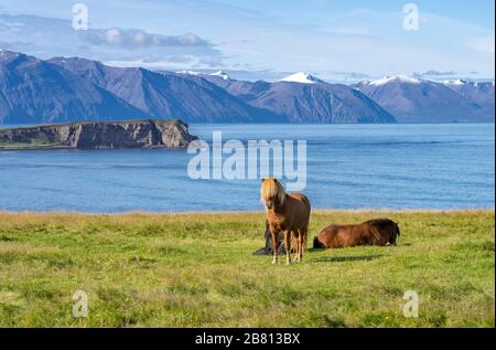 Lustige island Ponys mit einem stylischen Haarschnitt, der auf einer Weide in Nordisland weidet Stockfoto