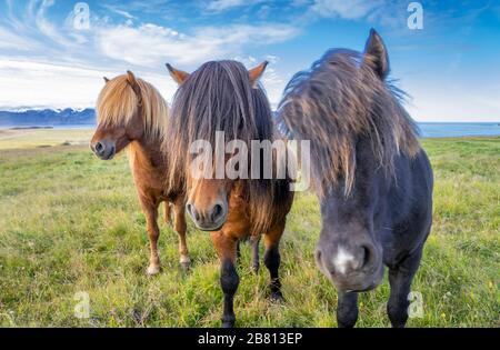 Lustige island Ponys mit einem stylischen Haarschnitt, der auf einer Weide in Nordisland weidet Stockfoto