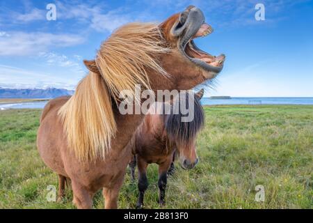 Lustige island Ponys mit einem stylischen Haarschnitt, der auf einer Weide in Nordisland weidet Stockfoto