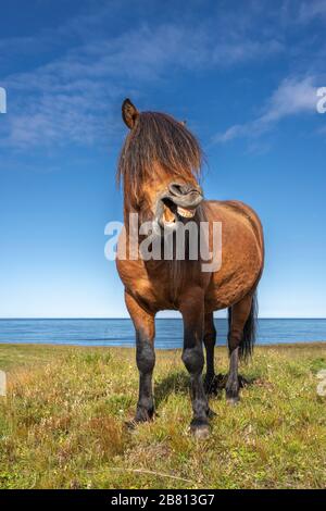 Lustige island Ponys mit einem stylischen Haarschnitt, der auf einer Weide in Nordisland weidet Stockfoto