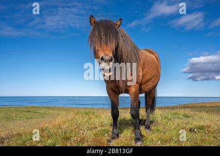 Lustige island Ponys mit einem stylischen Haarschnitt, der auf einer Weide in Nordisland weidet Stockfoto