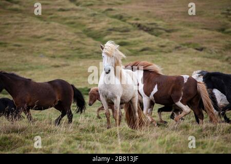 Flock of Island Ponys mit fliegender Mähne auf einer Weide in Nordisland Stockfoto
