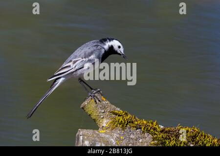 Portrait weißer Wagtail (Motacilla alba), der bei Sonneneinstrahlung auf Baumzweige steht Stockfoto