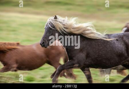 Flock of Island Ponys mit fliegender Mähne auf einer Weide in Nordisland Stockfoto