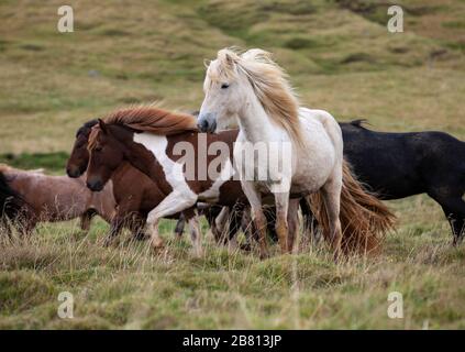 Flock of Island Ponys mit fliegender Mähne auf einer Weide in Nordisland Stockfoto