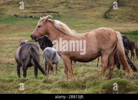 Flock of Island Ponys mit fliegender Mähne auf einer Weide in Nordisland Stockfoto