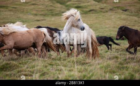 Flock of Island Ponys mit fliegender Mähne auf einer Weide in Nordisland Stockfoto
