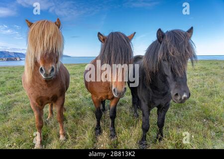 Lustige island Ponys mit einem stylischen Haarschnitt, der auf einer Weide in Nordisland weidet Stockfoto