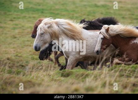 Flock of Island Ponys mit fliegender Mähne auf einer Weide in Nordisland Stockfoto