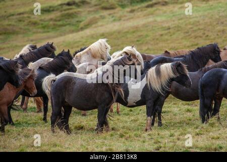 Flock of Island Ponys mit fliegender Mähne auf einer Weide in Nordisland Stockfoto